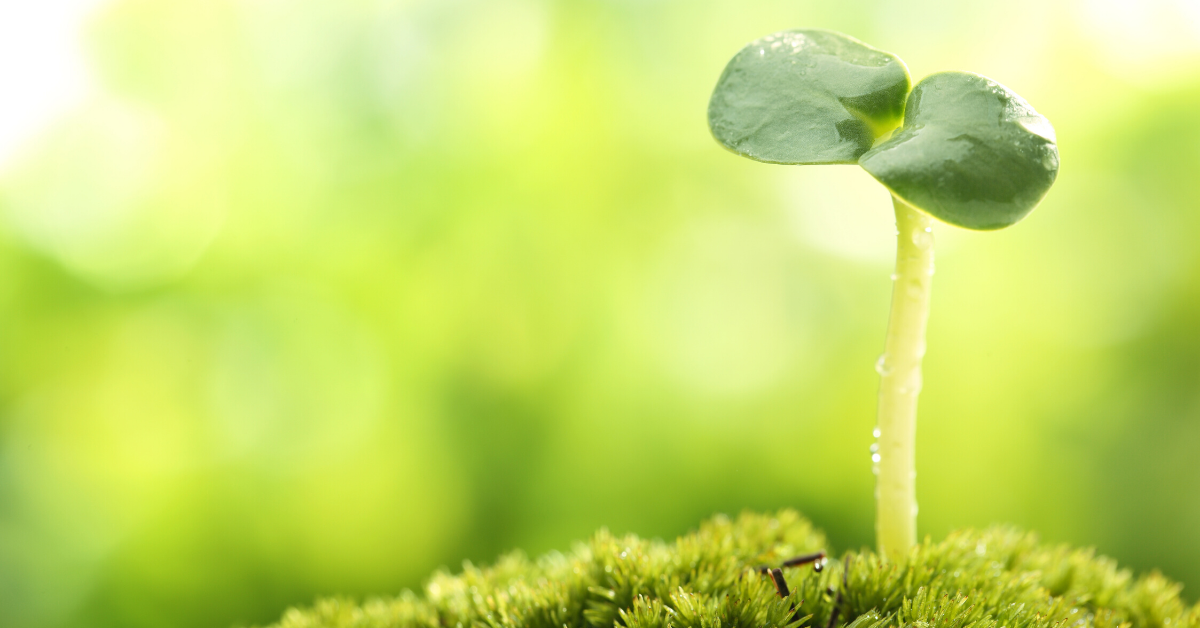 Four Latvian universities ranked in the THE Impact Rankings 2020